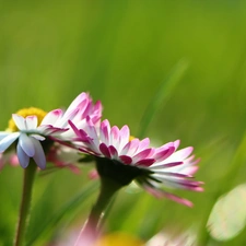 Flowers, daisies, Pink