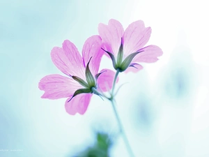 Flowers, Geraniums, Pink