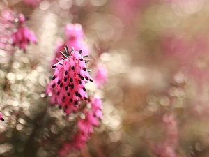 Flowers, Heath, Pink