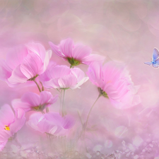 butterfly, Dusky Icarus, Flowers, Cosmos, Pink