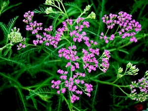 Flowers, milfoil, Pink