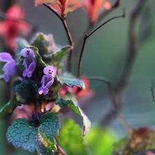 Flowers, nettle, Pink