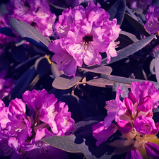 Pink, rhododendron, rhododendron, Flowers