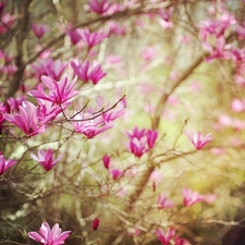 twig, Flowers, Magnolia, Pink