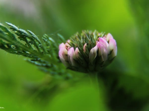 Colourfull Flowers, pinky white, trefoil