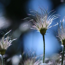 Flowers, pasque, Plants