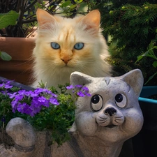 Flowers, cat, Pots