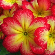 primrose, Yellow, Flowers, red