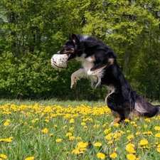 Ball, dog, puffball, Flowers, Meadow, Border Collie