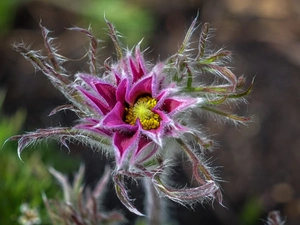 Pulsatilla vulgaris, Colourfull Flowers