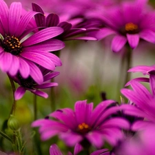 purple, Flowers