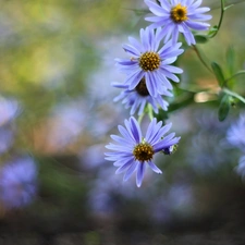 Flowers, Astra, purple