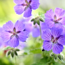 Flowers, geranium, purple