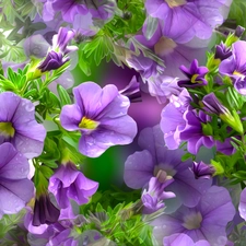 purple, petunias, graphics, Flowers