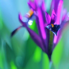 Flowers, Irises, purple