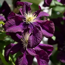 purple, Clematis, Leaf, Flowers