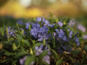 purple, myrtle, rapprochement, Flowers
