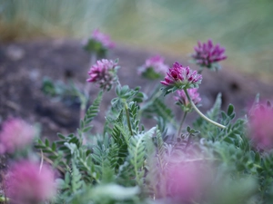 Flowers, trefoil, purple