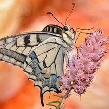 butterfly, Pink, Colourfull Flowers, Oct Queen