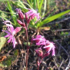 Lychnis ragged, Wildflowers, Flowers