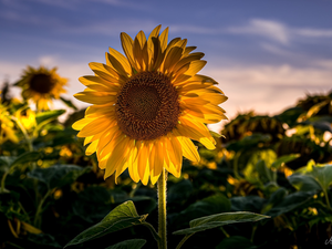 Colourfull Flowers, rapprochement, blur, Sunflower