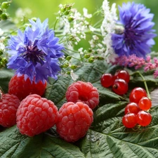raspberries, Wildflowers, Flowers, currants