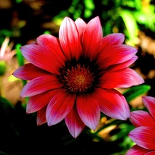 Gazania, Red, Flowers