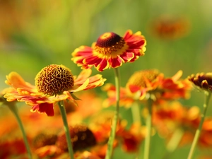 Flowers, Helenium, Red