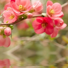 flowers, twig, red