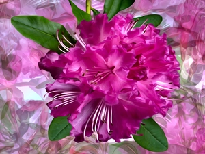 rhododendron, graphics, Colourfull Flowers