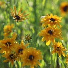 Flowers, Yellow, Rudbekie