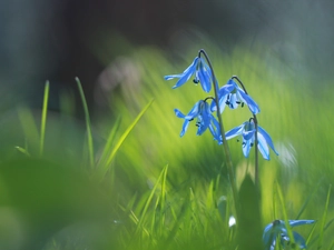 Siberian squill, Blue, Flowers