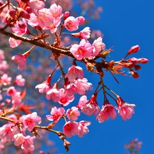 Flowers, Sky, fruit, Pink, trees