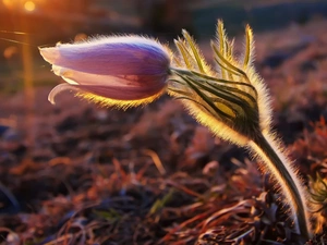Colourfull Flowers, spider, thread, pasque