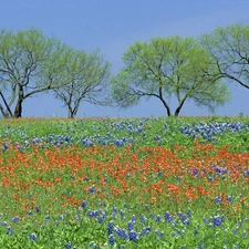 Flowers, Spring, trees, viewes, Meadow