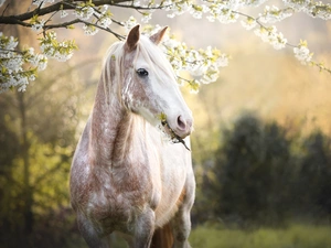 Horse, Flowers, Spring, Fruit Tree