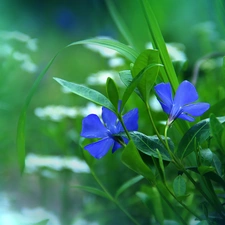 Spring, Flowers