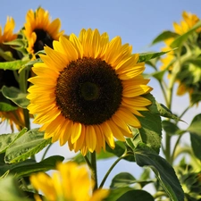 Flowers, Sunflower, summer