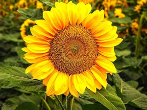 Colourfull Flowers, Sunflower, Leaf, bloom
