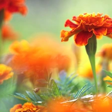 Tagetes, Flowers