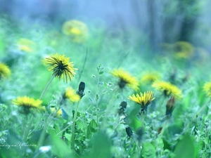 Common Dandelion, Yellow, Flowers, sow-thistle