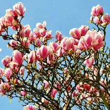 Flowers, Magnolias, trees