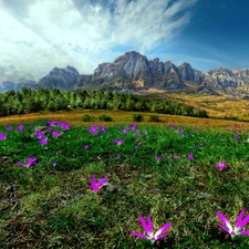 trees, Meadow, Flowers, viewes