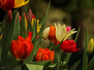 Flowers, color, Tulips