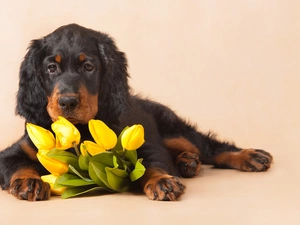 dog, Flowers, Tulips, Setter scotch