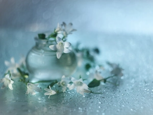 White, Flowers, vase, Dalmatian bellflower