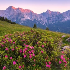 Rhododendron, Meadow, viewes, Flowers, Mountains, trees, Stones