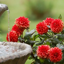 Flowers, fountain, water