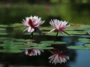 Flowers, lilies, water