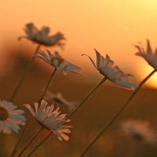 west, White, Flowers, sun